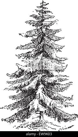 Vieille illustration gravée de l'épinette de Norvège ou Picea abies ou épicéa européen. Dictionnaire des mots et des choses - Larive et Fleury Illustration de Vecteur