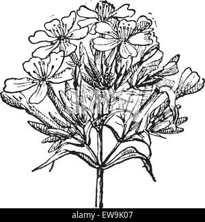 Vieille illustration gravée de Saponaire Saponaria officinalis ou communs ou les rebonds de pari ou de Sweet William ou saponaire, isolé sur Illustration de Vecteur