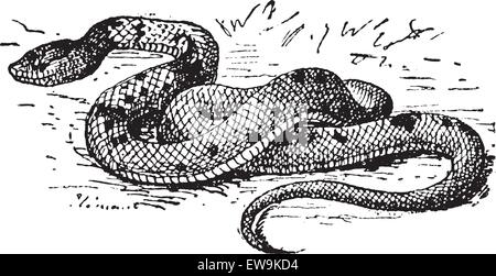 Agkistrodon sp., vintage engraved illustration. Dictionnaire des mots et des choses - Larive et Fleury - 1895 Illustration de Vecteur