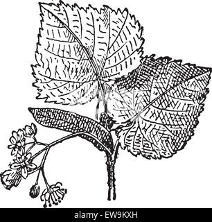 Linden ou baswood ou de lime ou tilia, vintage engraved illustration. Les feuilles et fleurs de tilleul. Dictionnaire des mots et des choses - Illustration de Vecteur