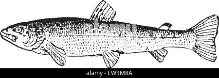 La truite commune ou Salmo trutta, vintage engraved illustration. Dictionnaire des mots et des choses - Larive et Fleury - 1895 Illustration de Vecteur