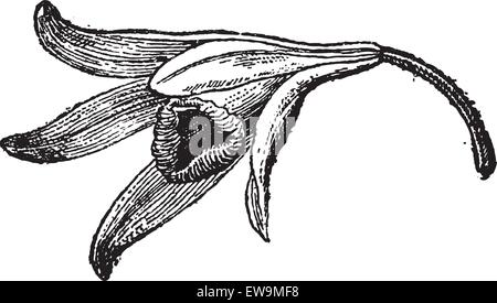 Fleur de vanille, vintage engraved illustration. Dictionnaire des mots et des choses - Larive et Fleury - 1895. Illustration de Vecteur
