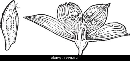 L'hellébore blanc ou Veratrum album, vintage engraved illustration. Dictionnaire des mots et des choses - Larive et Fleury - 1895 Illustration de Vecteur