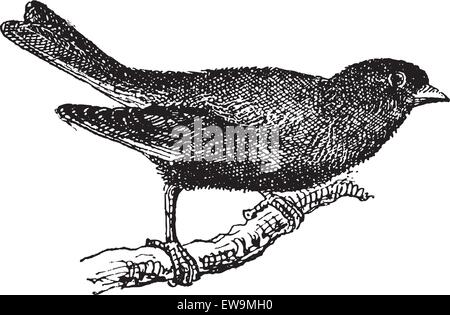 Ou Verdier Carduelis chloris, vintage engraved illustration. Dictionnaire des mots et des choses - Larive et Fleury - 1895 Illustration de Vecteur