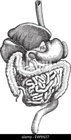 L'intestin, vintage engraved illustration. Dictionnaire des mots et des choses - Larive et Fleury - 1895. Illustration de Vecteur