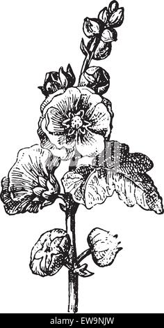 Rose Trémière ou Passerose ou col rose ou Rose, du pape vintage engraved illustration. Dictionnaire des mots et des choses - Larive et Fl Illustration de Vecteur