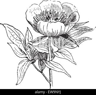 Paeonia pivoine pivoine, ou ou vintage engraved illustration. Dictionnaire des mots et des choses - Larive et Fleury - 1895. Illustration de Vecteur