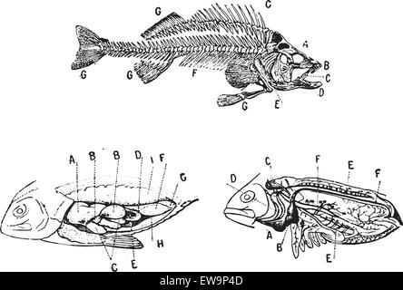 Le skeleton, digestif et le système circulatoire d'un poisson, vintage engraved illustration. Dictionnaire des mots et des choses - Larive et Illustration de Vecteur