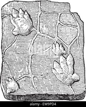 Labyrinthodontia, empreinte, vintage engraved illustration. Dictionnaire des mots et des choses - Larive et Fleury - 1895. Illustration de Vecteur