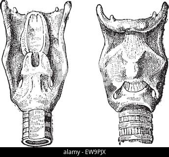 Boîte vocale ou du larynx, vintage engraved illustration. Dictionnaire des mots et des choses - Larive et Fleury - 1895 Illustration de Vecteur