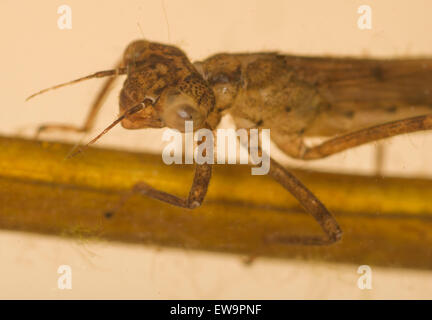 Coenagrion hastulatum sous-marine bleue du nord Banque D'Images