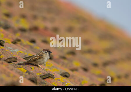 Tree Sparrow le toit du centre d'accueil de Bempton Banque D'Images