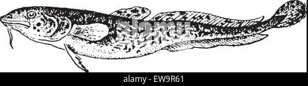 La lotte ou Lota lota, vintage engraved illustration. Dictionnaire des mots et des choses - Larive et Fleury - 1895 Illustration de Vecteur