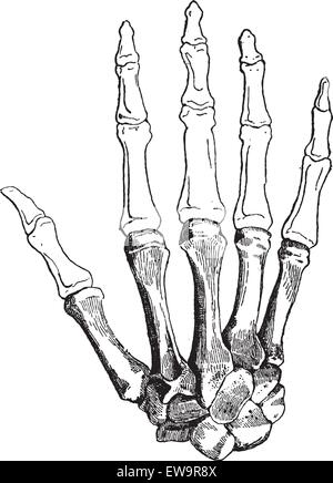 Les os d'une main humaine (face dorsale), montrant (en bas de page), Carpals métacarpiens, phalanges proximales, Phalanges intermédiaires, un Illustration de Vecteur