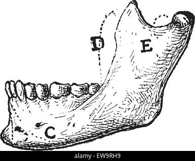 La mandibule, montrant (A) Mental protubérance, (C) Triangularis, (D), processus de Coronoid et (E) Les masséters, vintage engraved illu Illustration de Vecteur