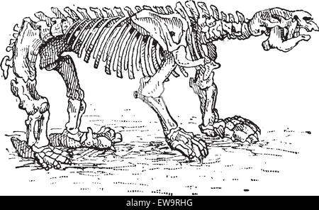 Megatheriid Uneau géant ou Megatherium sp., montrant le squelette, vintage engraved illustration. Dictionnaire des mots et des choses - L Illustration de Vecteur