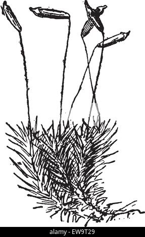 Mousse Polytric Polytrichum commune ou commune, montrant sporophyte, vintage engraved illustration. Dictionnaire des mots et des choses - Illustration de Vecteur