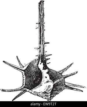 Turban cornu ou Turbo cornutus, vintage engraved illustration. Dictionnaire des mots et des choses - Larive et Fleury - 1895 Illustration de Vecteur