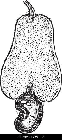 La noix de cajou ou d'Anacardium occidentale, montrant cajou avec écrou, vintage engraved illustration. Dictionnaire de mots et mince Illustration de Vecteur