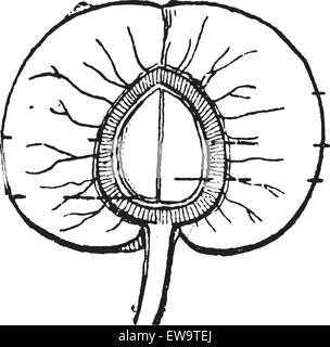 Abricot ou Prunus armeniaca, montrant en coupe de fruits, vintage engraved illustration. Dictionnaire des mots et des choses - Larive Illustration de Vecteur