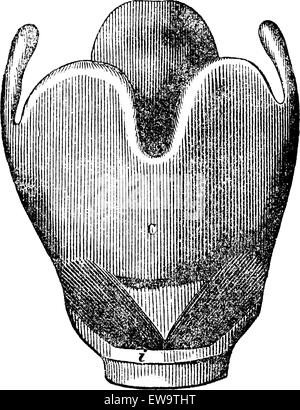 L'anatomie du larynx, vintage engraved illustration. Magasin Pittoresque 1875. Illustration de Vecteur