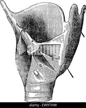 L'anatomie du larynx, vintage engraved illustration. Magasin Pittoresque 1875. Illustration de Vecteur