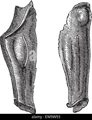 Vieille illustration gravée de l'armure de jambe ou de l'étain greaves souple. Encyclopédie industrielle E.-O. Lami ? 1875. Illustration de Vecteur