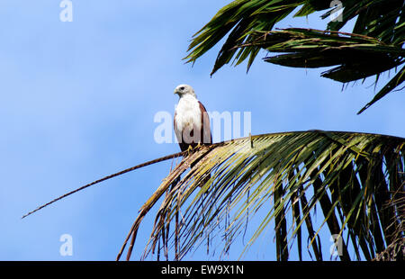 Brahminy Kite Eagle oiseau posé sur des feuilles de cocotiers au Kerala Inde Banque D'Images