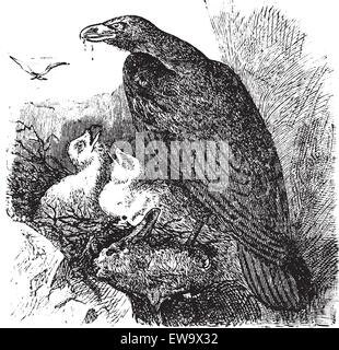 Golden Eagle Aquila chrysaetos vintage ou gravure, vecteur. Gravée ancienne illustration d'une nourriture de l'aigle d'or ses bébés en h Illustration de Vecteur