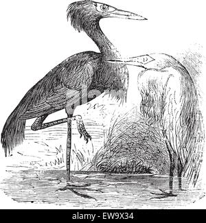 Gravure d'une aigrette ardea rougeâtre (Egretta rufescens ou rufa). Old vintage engraved illustration de l'egret héron ou rougeâtre Illustration de Vecteur