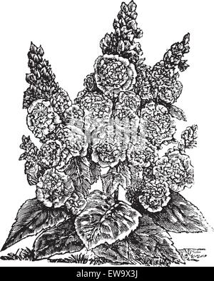 Double hollyhocks nains ou gravure ancienne Alcea rosea. Ancienne illustration gravée, en vecteur, d'une plante et de fleurs doubles de hollyhock nains. Illustration de Vecteur