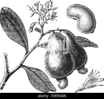 Ou cajou Anacardium occidentale tree, Apple et les écrous vintage la gravure. Vieille illustration gravée de Caju, arbre en vecteur, isol Illustration de Vecteur