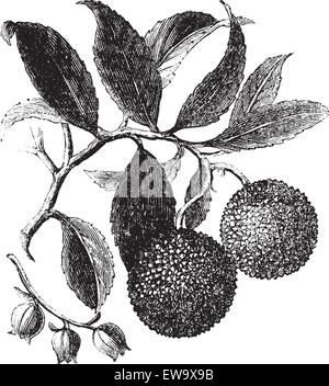 Arbre aux fraises ou Madrono ou Arbutus unedo, gravure d'époque. Ancien gravé illustration d'un Arbre aux fraises l'usine montrant fru Illustration de Vecteur