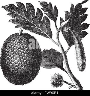 L'arbre à pain, Artocarpus altilis Artocarpe ou gravure ancienne. Vieille illustration gravée de de feuilles, fleurs et fruits de la bre Illustration de Vecteur