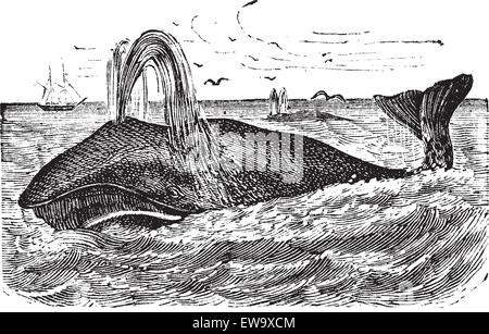 Ou de la baleine boréale (Balaena mysticetus), gravure d'époque. Vieille illustration gravée d'une baleine boréale. Illustration de Vecteur
