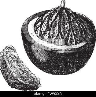 Également connu sous le nom de noix du Brésil Bertholletia excelsa, fruits, vintage engraved illustration de la noix du Brésil. Illustration de Vecteur