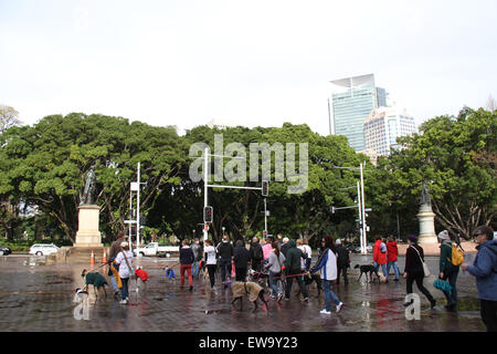 Sydney, Australie. 21 juin 2015. Les propriétaires de lévriers et partisanes ont marché à partir de la bibliothèque de l'État autour de Hyde Park pour promouvoir l'adoption de lévriers et mieux faire connaître le sort des lévriers de course en Australie. Crédit : Richard Milnes/Alamy Live News Banque D'Images