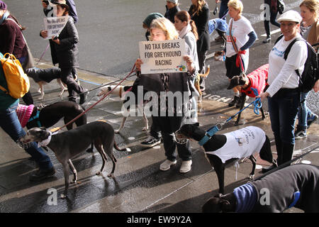 Sydney, Australie. 21 juin 2015. Les propriétaires de lévriers et partisanes ont marché à partir de la bibliothèque de l'État autour de Hyde Park pour promouvoir l'adoption de lévriers et mieux faire connaître le sort des lévriers de course en Australie. Crédit : Richard Milnes/Alamy Live News Banque D'Images