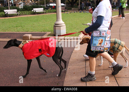 Sydney, Australie. 21 juin 2015. Les propriétaires de lévriers et partisanes ont marché à partir de la bibliothèque de l'État autour de Hyde Park pour promouvoir l'adoption de lévriers et mieux faire connaître le sort des lévriers de course en Australie. Crédit : Richard Milnes/Alamy Live News Banque D'Images