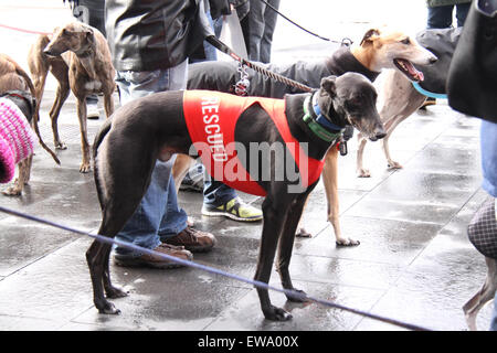 Sydney, Australie. 21 juin 2015. Les propriétaires de lévriers et partisanes ont marché à partir de la bibliothèque de l'État autour de Hyde Park pour promouvoir l'adoption de lévriers et mieux faire connaître le sort des lévriers de course en Australie. Crédit : Richard Milnes/Alamy Live News Banque D'Images