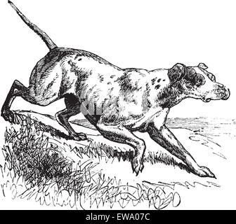 Ou pointeur Pointer Anglais ou Canis lupus familiaris, gravure d'époque. Vieille illustration gravée d'un pointeur. Illustration de Vecteur