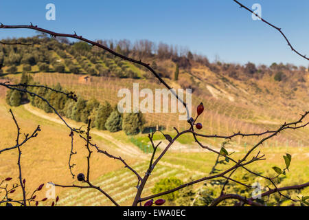 Fruits rouges en premier plan, champs en arrière-plan Pays : collines couvertes d'oliviers et vignes Banque D'Images