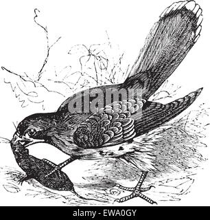 Falcon ou Falco sp., gravure d'époque. Vieille illustration gravée d'un faucon qui se nourrit d'une souris. Illustration de Vecteur