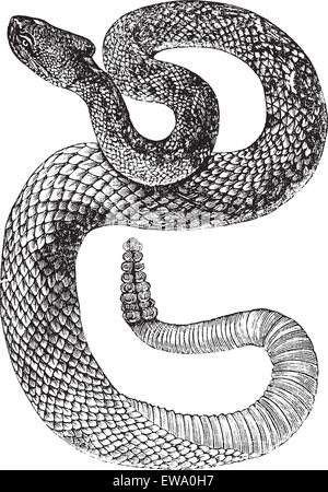 Crotale de l'Amérique du Sud ou crotale Tropical ou Crotalus durissus, gravure d'époque. Ancien gravé illustration d'un Sud Illustration de Vecteur