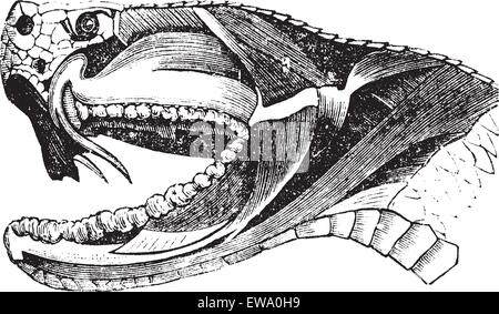 Tête de serpent Viper, gravure d'époque. Vieille illustration gravée de la section d'une tête de serpent vipère montrant des crocs longs utilisés pour injection Illustration de Vecteur