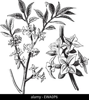 Daphne ou Daphne mezereum, gravure d'époque. Gravée ancienne illustration d'une usine de Daphné montrant des fleurs. Illustration de Vecteur