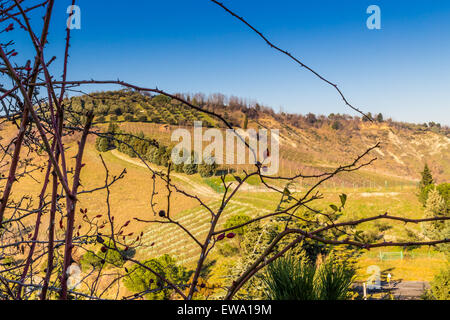 Fruits rouges en premier plan, champs en arrière-plan Pays : collines couvertes d'oliviers et vignes Banque D'Images