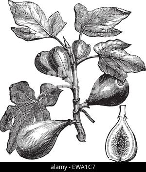 Fig commun ou Ficus carica, gravure d'époque. Vieille illustration gravée d'Fig montrant des fruits. Illustration de Vecteur