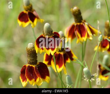 Mexican Hat wildflower Banque D'Images