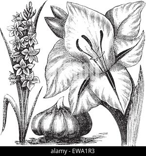 Glaïeul ou sword lily, vintage la gravure. Vieille illustration gravée de Gladiolus Gladiolus communis, avec isolé sur fond blanc Illustration de Vecteur